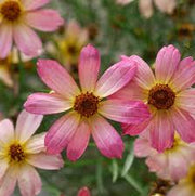 Pink Coreopsis Seeds