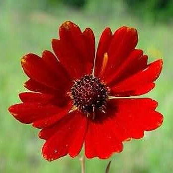 Red Coreopsis Seeds