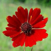 Red Coreopsis Seeds