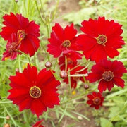 Red Coreopsis Seeds