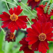 Red Coreopsis Seeds