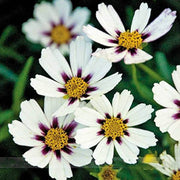 White Coreopsis Seeds