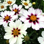 White Coreopsis Seeds