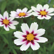 White Coreopsis Seeds