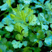Cilantro Coriander Seeds, Herbal
