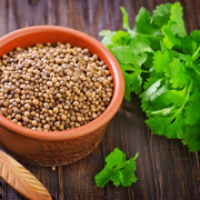 Coriandrum sativum Coriander Seeds, Herbal