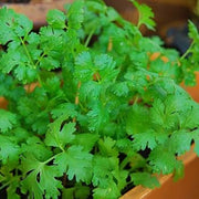 Fiesta Green Coriander Seeds, Herbal