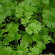 Green Coriander Seeds, Herbal