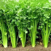 Leisure Coriander Seeds, Herbal