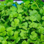 Light Green Coriander Seeds, Herbal