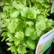 Light Green Coriander Seeds, Herbal