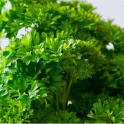 parsley Coriander Seeds