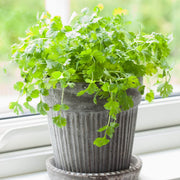 Coriander Seeds - All In One For Home Gardens