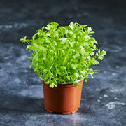 Coriander Seeds - All In One For Home Gardens