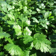 Coriander Seeds - All In One For Home Gardens