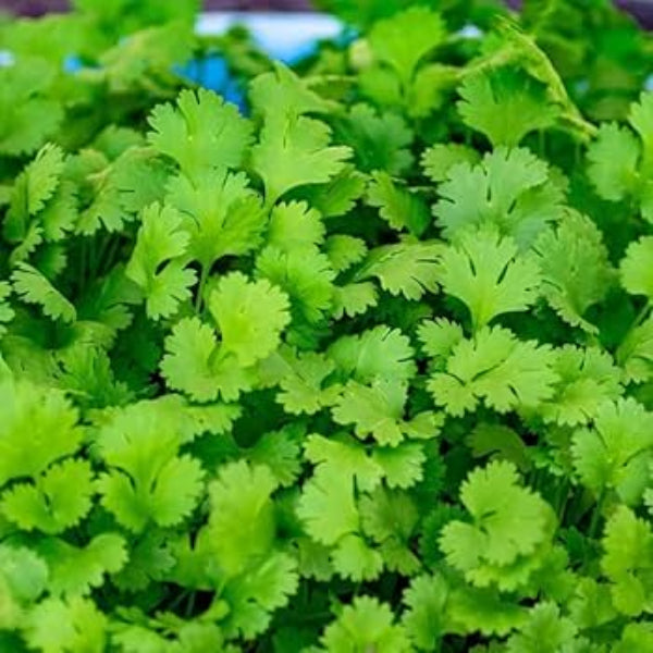Cilantro Coriander Seeds, Herbal