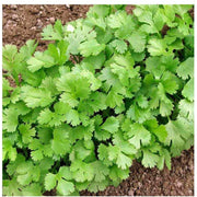 Cilantro Coriander Seeds, Herbal