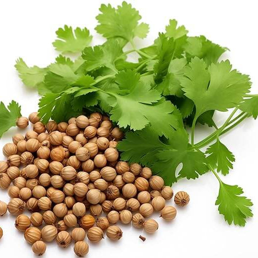 Coriandrum sativum Coriander Seeds, Herbal