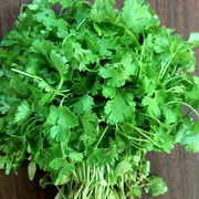 Dwarf Lemon Coriander Seeds, Herbal