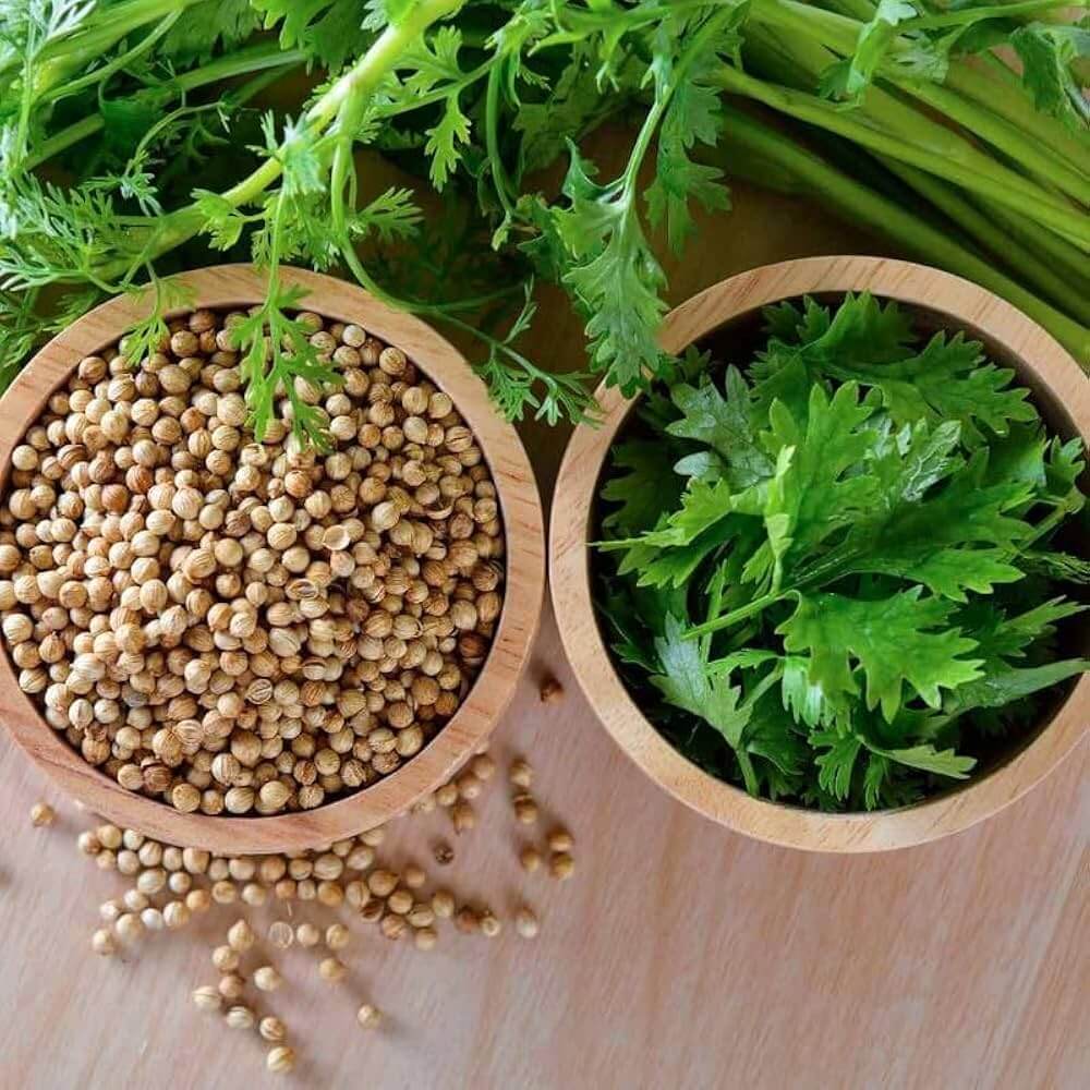 Green Coriander Seeds, Herbal