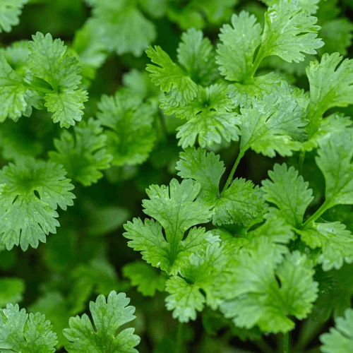 Leisure Coriander Seeds, Herbal