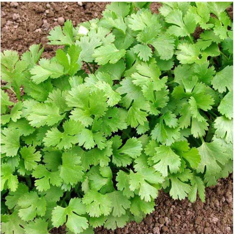 Light Green Coriander Seeds, Herbal