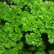 parsley Coriander Seeds