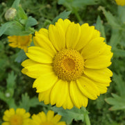 Long-Lasting Corn Marigold Seeds