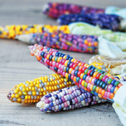 Rainbow Corn Seeds