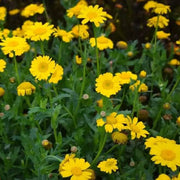 Long-Lasting Corn Marigold Seeds