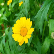 Long-Lasting Corn Marigold Seeds