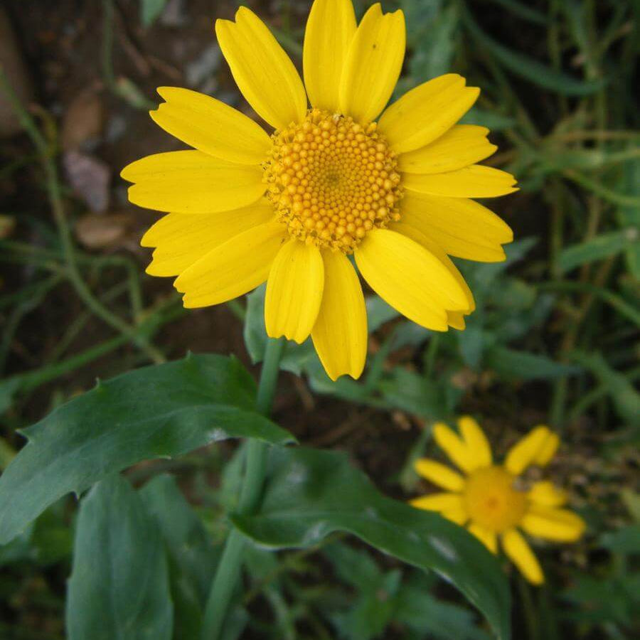Long-Lasting Corn Marigold Seeds