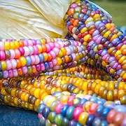 Rainbow Corn Seeds