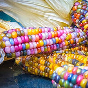 Rainbow Corn Seeds