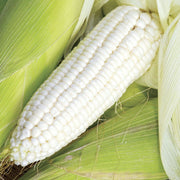 Silver Queen Sweet Corn Seeds