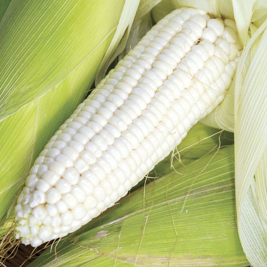 Silver Queen Sweet Corn Seeds