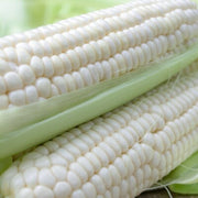 Silver Queen Sweet Corn Seeds