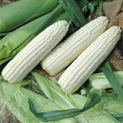 Silver Queen Sweet Corn Seeds