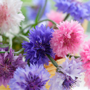 Polka Dot Mix Bachelor Buttons Seeds