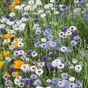 Bachelor Button Cornflower Seeds