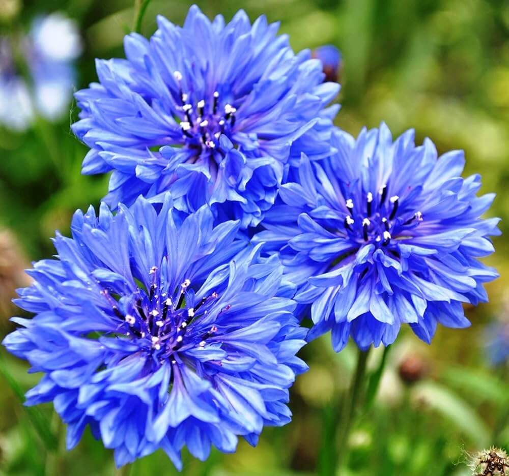 Blue Cornflower Seeds