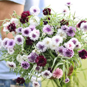 Classic Magic Cornflower Seeds