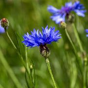 Cornflower Seeds – Centaurea cyanus