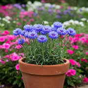 Fragrant Blooms Cornflower Seeds