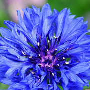 Light Blue Cornflower Seeds