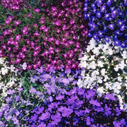 Lobelia Cornflower Seeds