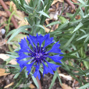 Cornflower Seeds – Centaurea cyanus