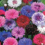 Ornamental Cornflower Seeds