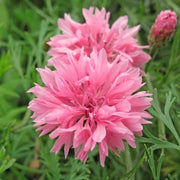 Pink Cornflower Seeds