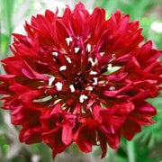 Red Bachelor Cornflower Seeds